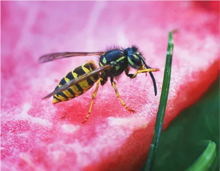 Insekten und Insektenstiche
